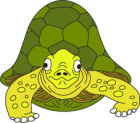 Turtle small